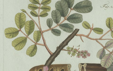 Original Antique Botanical Print of Rubber and Gum Arabic Trees by Bertuch, 1802, close-up 6
