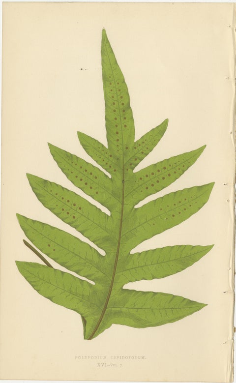 Rare Victorian Tropical Fern Lithograph Collection by E.J. Lowe, 1856, view 5