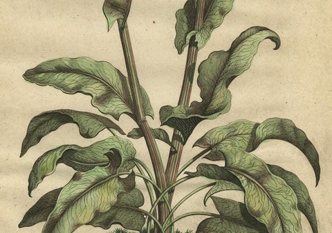 Botanical Illustration of Large Spanish Sorrel (Acetosa Hispanica Maxima), 1696, close-up 1