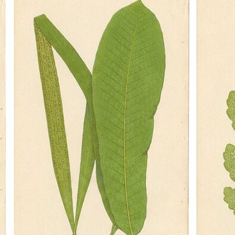 Set of 10 Original Antique Fern Lithographs by Edward J. Lowe, 1856, close-up 1