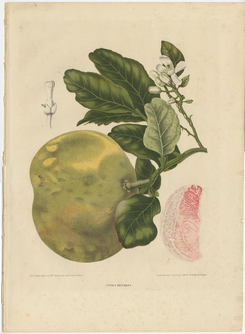 Set of Two Antique Prints, Citrus Decumana, Xanthochymus Dulcis, circa 1870, view 3