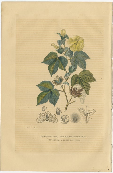 Orchid & Cotton Elegance: A Botanical Legacy in Bloom, Old Engravings of 1845, view 3