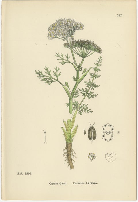 Hand-Colored Botanical Engravings of Caraway and Earth-Nut Species, 1902, view 3