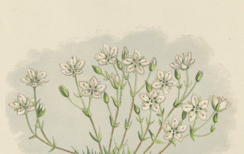 Pyrenean Oxytrope and Spring Sandwort, Hand-Coloured Botanical Print, 1874, close-up 1