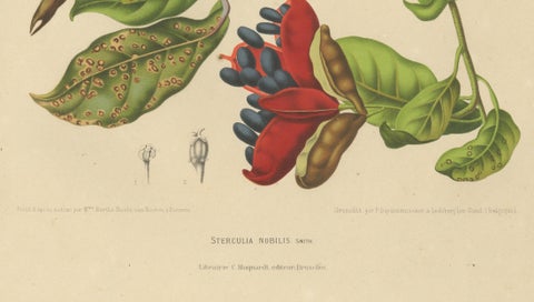 Original Antique Botanical Chromolithograph of Chinese Sterculia, c. 1880, close-up 4