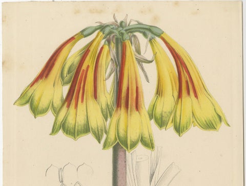 Fiery Elegance: The Fire Lily in Vintage Botanical Art, circa 1875, close-up 3