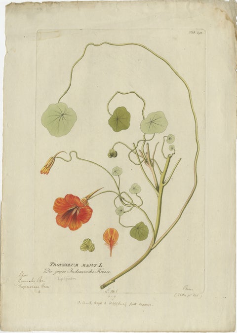 Vibrant Indian Cress Engraving, Icones Plantarum Medicinalium, 1788, view 2