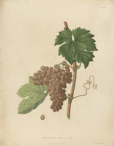Rare Original Antique Lithograph of the Piquepoul Rose our Gris Variety, 1890, view 2