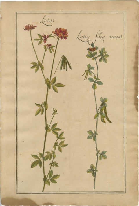 Rare Set of Botanical Engravings, Lotus, Lathyrus & Hedysarum, ca.1690, view 3