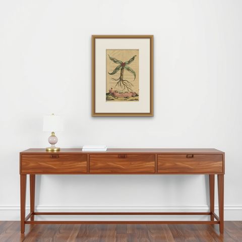 Botanical Engraving of Arrowhead from Munting’s 1696 Herbal Collection, shown framed on a wall, true to size