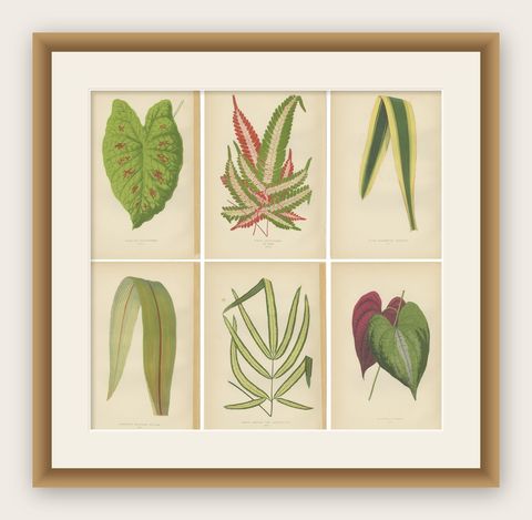 Set of 6 Botany Prints, Caladium Verschaffelt, Cordyline Indivisa, 1891, shown framed