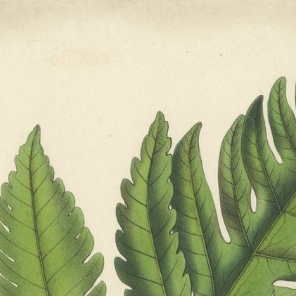 Rare, Artfully Handcolored Lithograph of Ferns of Java 'Polypodium', 1829, close-up 1