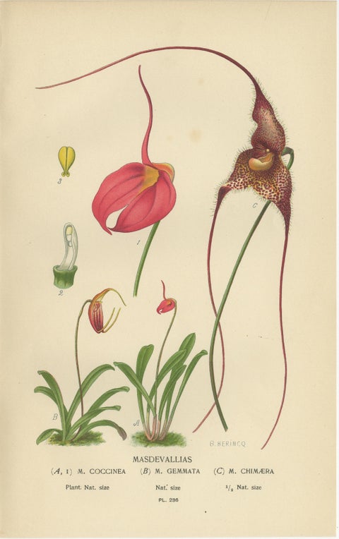 Orchids & Norfolk Pine, Set of 3 Antique Botanical Lithographs 1897, view 5