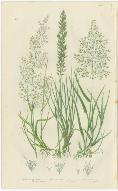 Moonwort and Adder’s Tongue Ferns Antique Botanical Prints, 1873, view 2