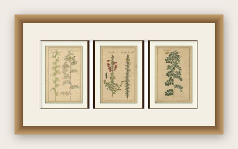 Decorative Antique Botanicals, Cracca, Genista & Coronilla, Leipzig 1690s, shown framed