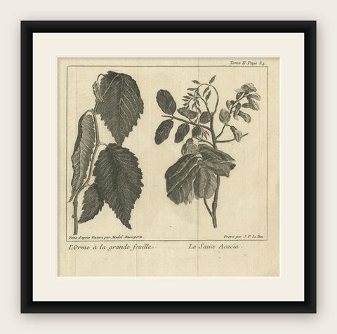 Antique Botany Print of The Elm and Acacia by Le Bas, 1752, shown framed