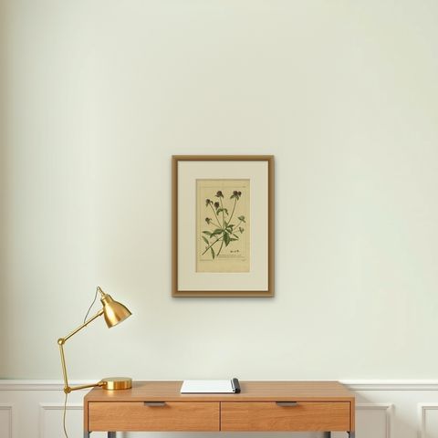Antique Flower Print 'Amaranthoides' , 1755, shown framed on a wall, true to size