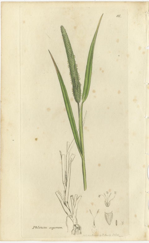 Set of 8 Antique Engravings of Meadow Grasses: Timothy & Foxtail, c.1830, view 2