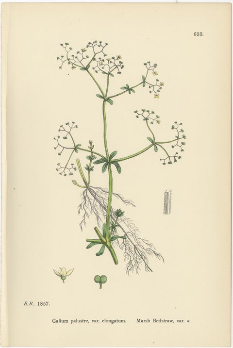 Set of 10 English Botanical Prints 1902, Galium & Asperula, Sowerby, view 2