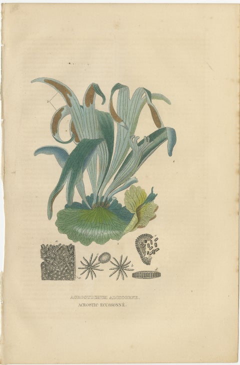 The Golden Leather Fern, An Antique Masterpiece of Botanical Illustration, 1845, view 2