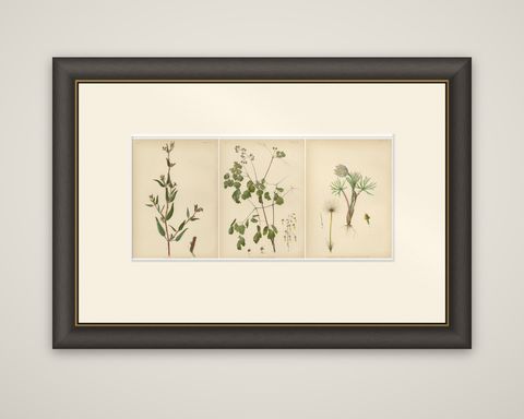 Native US Flora, Three Original Botanical Chromolithograps, 1879, shown framed