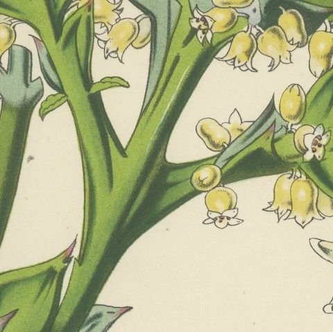 Botanical Illustration of Colletia Ferox: Thorny Beauty from Chile, c.1855, close-up 6