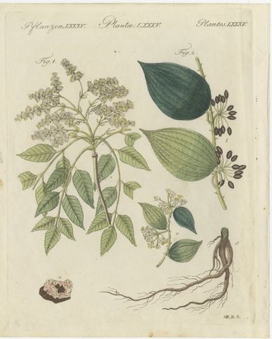 Manna Ash and Sarsaparilla Medicinal Plants, Antique Bertuch Print, circa 1805