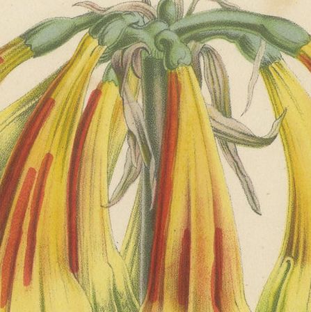Fiery Elegance: The Fire Lily in Vintage Botanical Art, circa 1875, close-up 4
