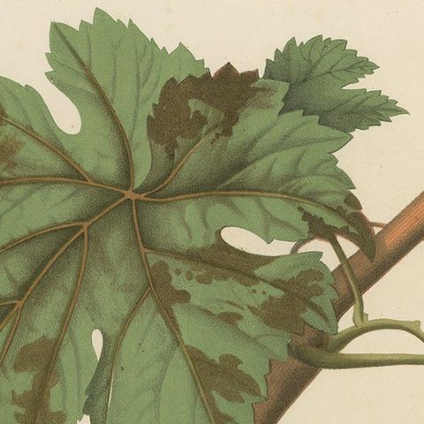 Rare Original Antique Lithograph of the Brun Fourca Grape Variety, 1890, close-up 1