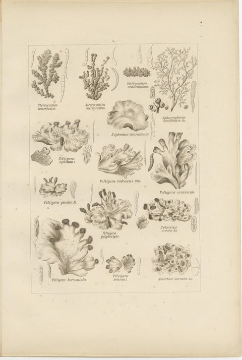 Antique Lichen Prints Set of 6, German Botanical Lithographs 1874, view 10