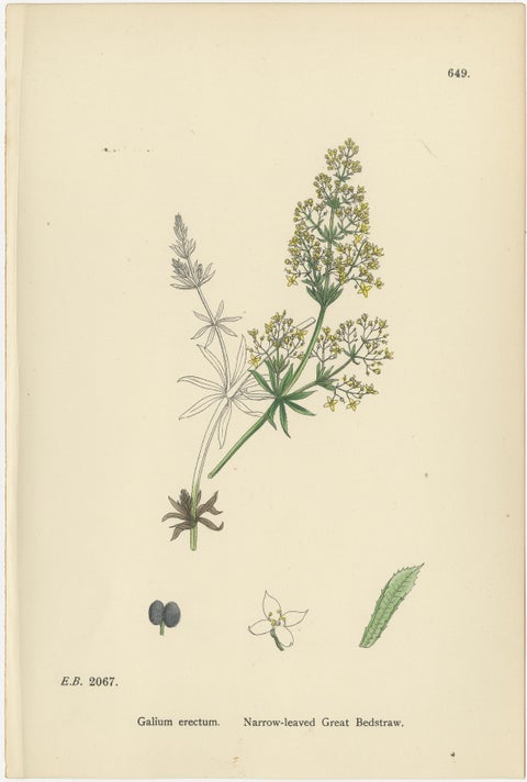 Antique Botanical Prints, Decorative Set of 10 Bedstraw Plant Engravings, 1902, view 7