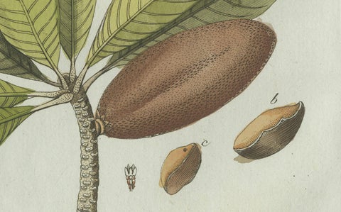 Original Antique Botanical Print of Tropical Fruits by Bertuch, c. 1800, close-up 4