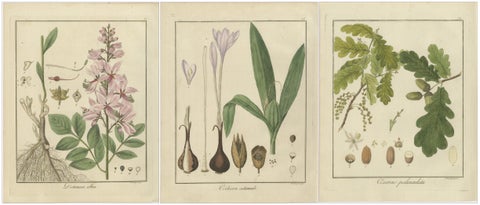 Burning Bush, Autumn Crocus, and English Oak: Botanical Illustrations from 1819, view 5