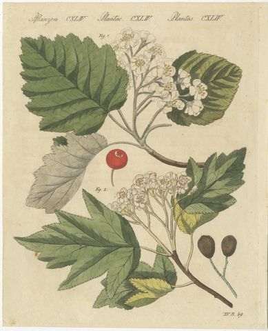 Whitebeam and Wild Service Tree in Blossom, Antique Bertuch Print, circa 1815