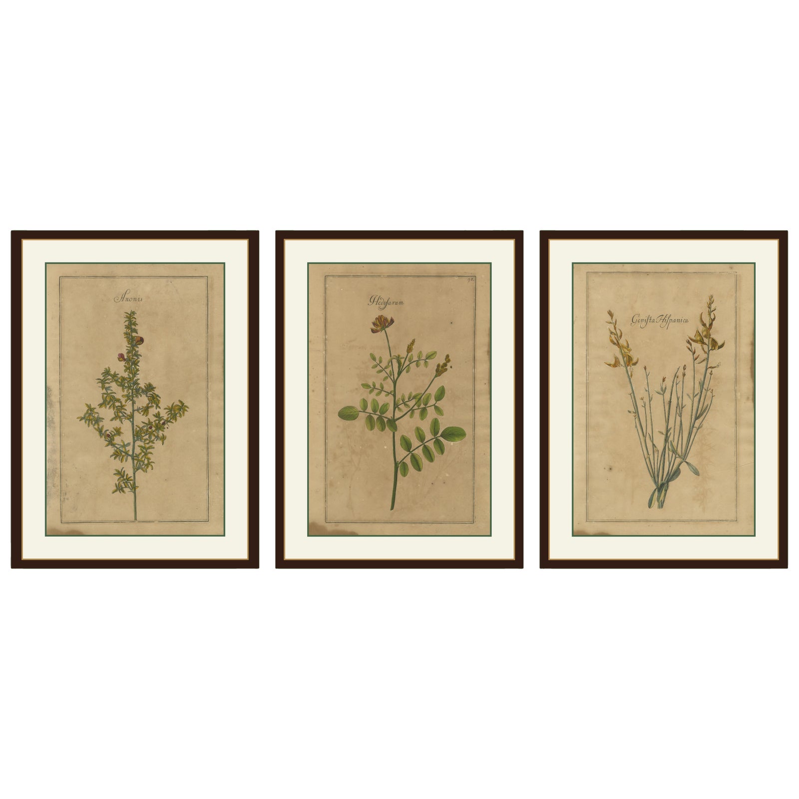 Decorative Set of 3 Antique Botanical Prints, Wildflowers of Leipzig 1690s