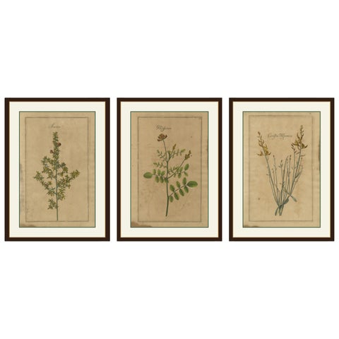 Decorative Set of 3 Antique Botanical Prints, Wildflowers of Leipzig 1690s
