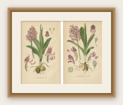 Orchid Portraits of 1904 in Pink and Lilac Colors: Müller's Botanical Legacy, shown framed