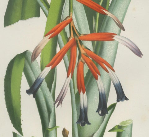 Billbergia liboniana, A Rare 19th-Century Botanical Illustration by van Houten, close-up 2