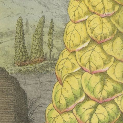 Noble Rhubarb Botanical Illustration by Louis van Houtte, 19th Century, close-up 6