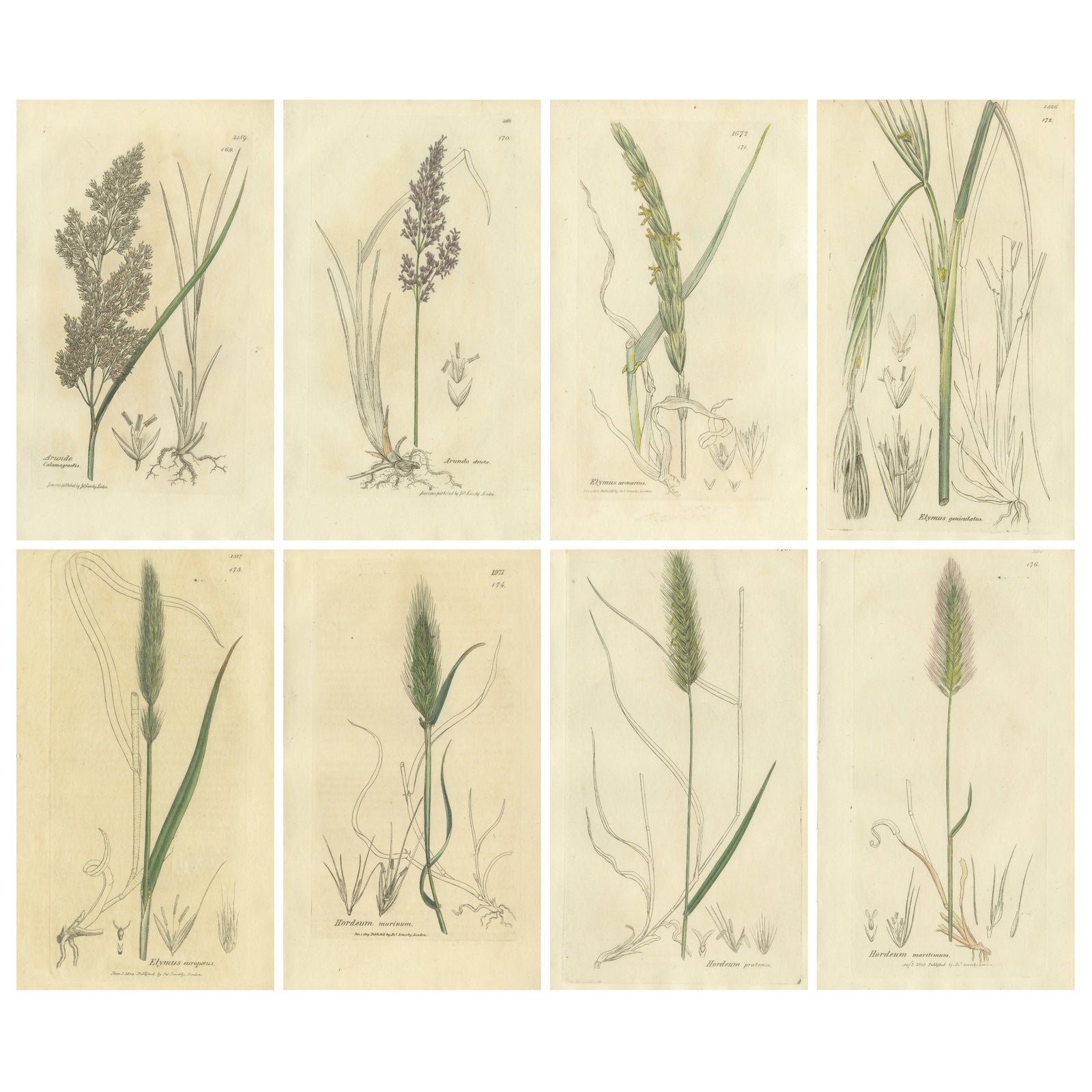 Set of 8 Antique Botanical Engravings of Bromus Brome Grasses, c.1830