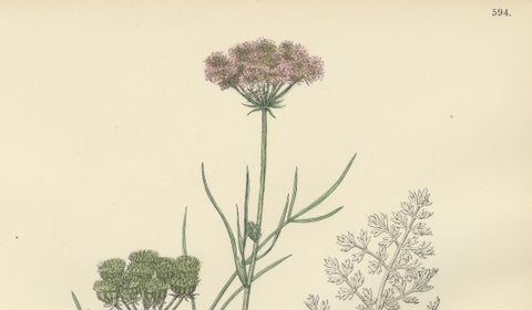 Antique English Botanical Print, Callous-Fruited Water-Dropwort c.1902, close-up 6