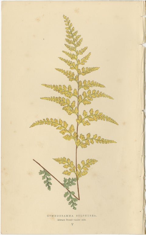 Antique Victorian Fern Botanical Prints, Gymnogramma Plates Wall Art 1856, view 6
