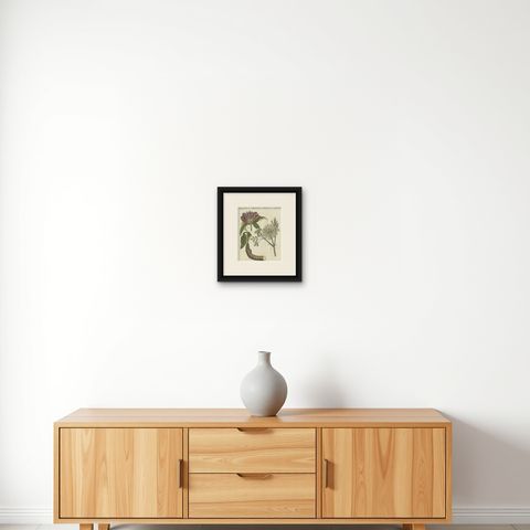 Galbanum and Hungarian Gentian: Rare Medicinal Plants Illustrated, 1805, shown framed on a wall, true to size