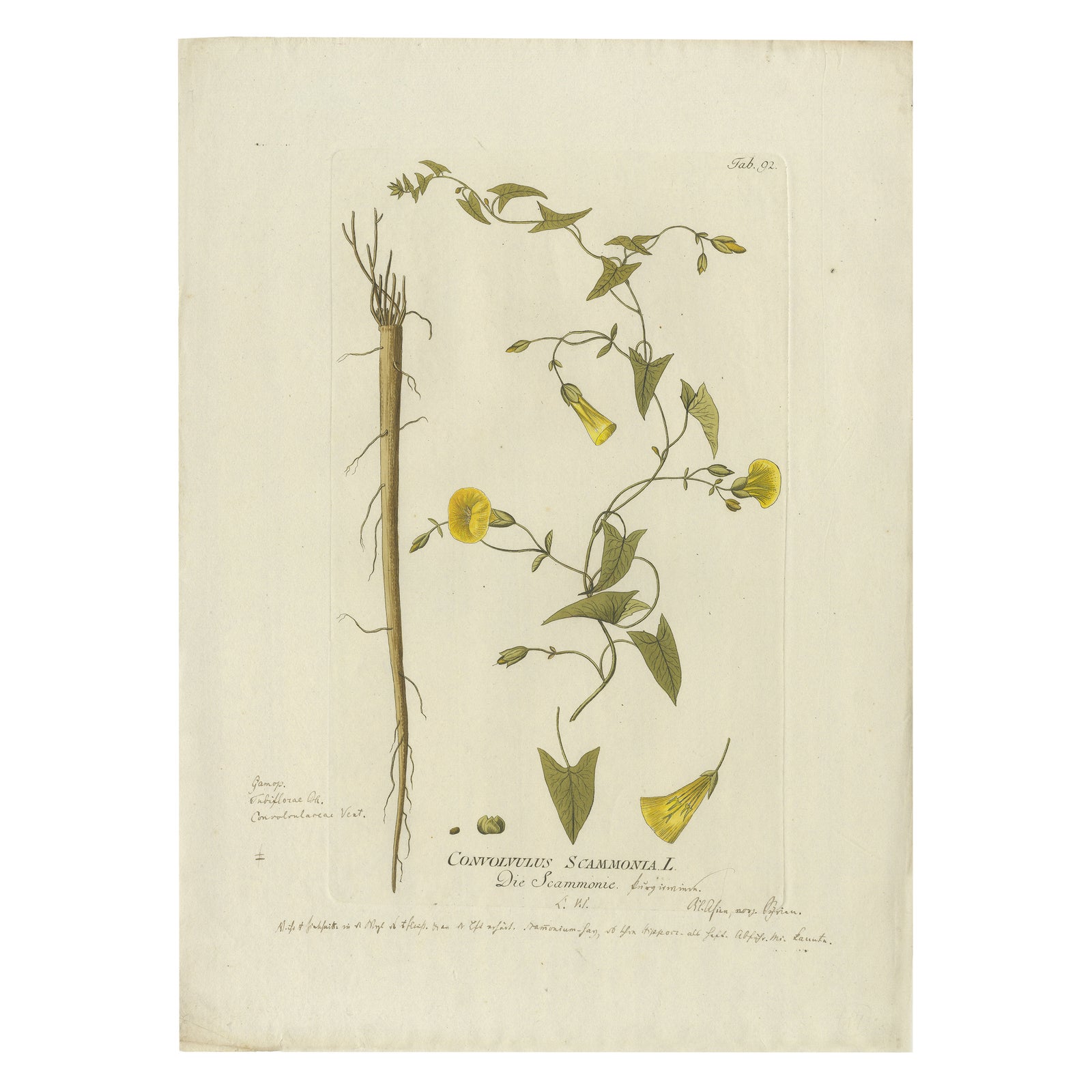 Vintage Scammony Vine Engraving, Icones Plantarum Medicinalium, 1788