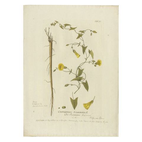 Vintage Scammony Vine Engraving, Icones Plantarum Medicinalium, 1788