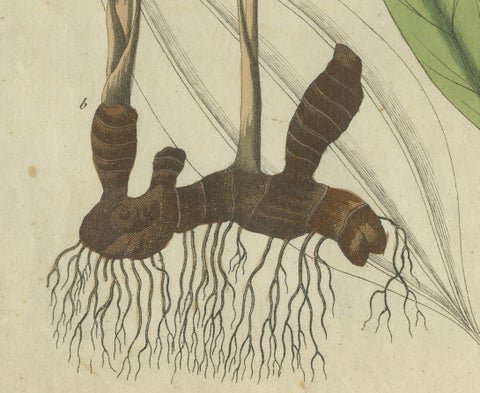 Exquisite Hand-Colored Botanical Engraving with Medicinal Plants, 1805, close-up 2