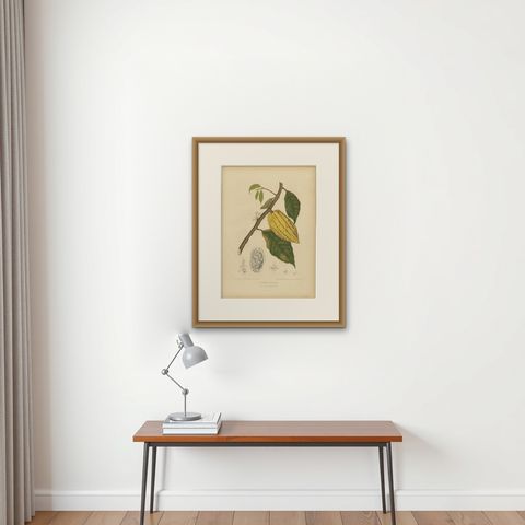 Antique White Cacao Botanical Chromolithograph by Hoola van Nooten, c. 1880, shown framed on a wall, true to size