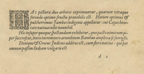 Exotic Flora of the Indies: The Cajus and Jambos Trees Copper Engraved in 1601, close-up 3
