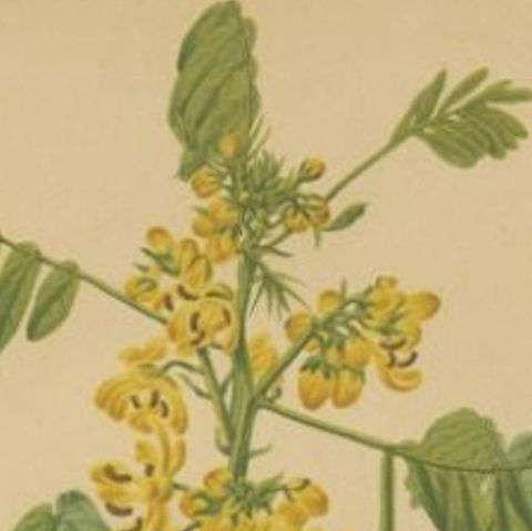 Antique Flower Print of the Senna Marilandica, 1879, close-up 1