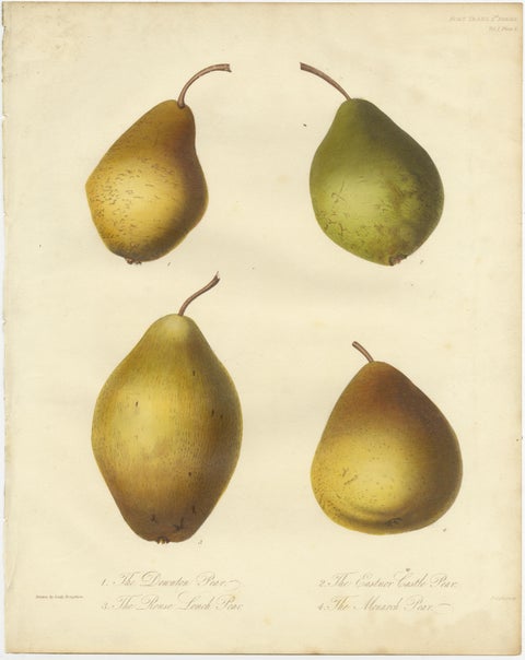 Set of 2 Original Antique Prints of various Pears and Apples, c.1835, view 2